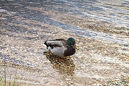 鴨,水,動物