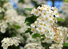 布什,spiere,開花