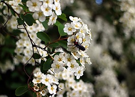 布什,spiere,開花