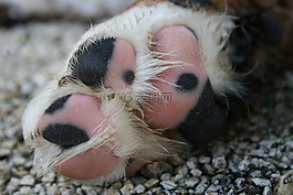 爪子,bernese 山狗,動物的圖片
