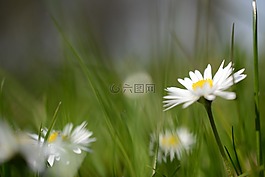 雛菊,花,性質(zhì)