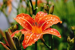 百合,花,开花