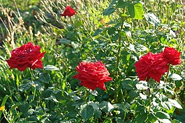 玫瑰,紅玫瑰,夏季