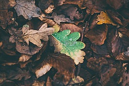 葉子,奧克,下降