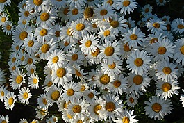 洋甘菊,花卉,鮮花