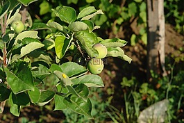 蘋(píng)果,蘋(píng)果樹(shù),青蘋(píng)果