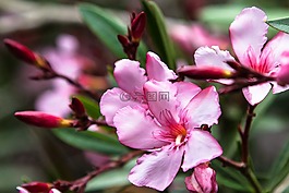植物,鲜花,粉红色
