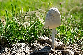 環肥玲,蘑菇,肥玲