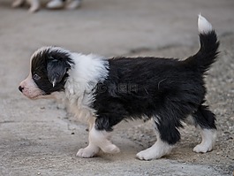 小狗,狗,邊境牧羊犬