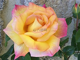 粉色,橙色,花