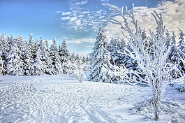 雪,冬天,弗羅斯特