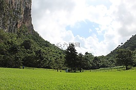 自然,綠色,景觀
