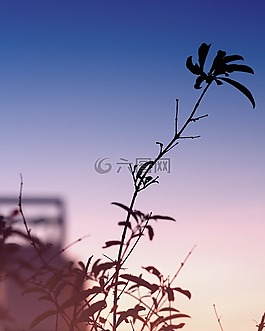 枝杈,漸變,日落