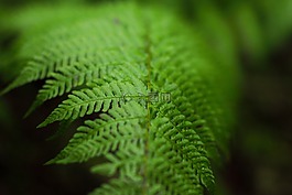 葉,蕨類植物,綠色