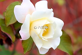 花,玫瑰,自然