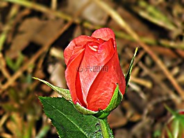 玫瑰,花,玫瑰花朵