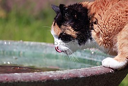 猫,口渴,喝