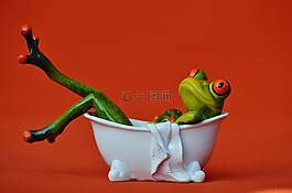 青蛙,浴,游泳