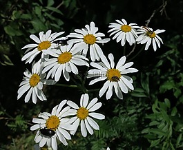 鮮花,雛菊,自然