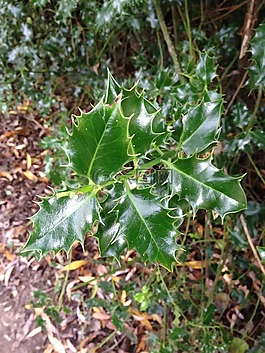 冬青,葉,植物