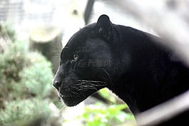 豹,大猫,猫的