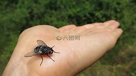 飛,昆蟲,手