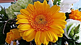 非洲菊,花,性質(zhì)