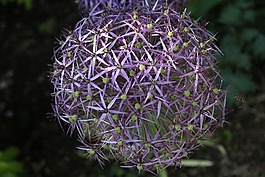 allum,花,黃色