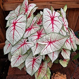 植物,粉红色,绿色