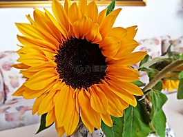 向日葵,花,鮮花