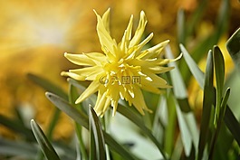水仙,花,開花