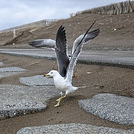 動物,海岸,海灘