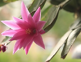 仙人掌花,開(kāi)花,仙人掌