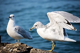 海鷗,灰鷗,鳥
