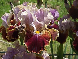 虹膜,鮮花,花園