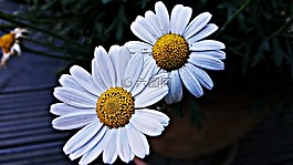 洋甘菊,花,白