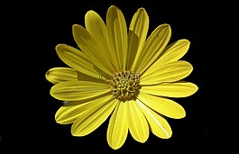 花,黃色,特寫(xiě)