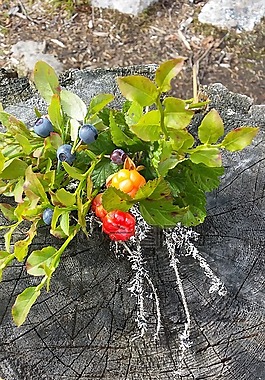 秋季,藍(lán)莓,大自然