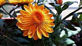 s?omianki,鮮花,小花