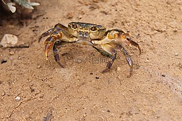 龍蝦,蟹,動物