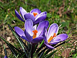 花,草甸,春
