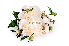 牡丹,花,花束