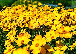 鮮花,雛菊,黃色