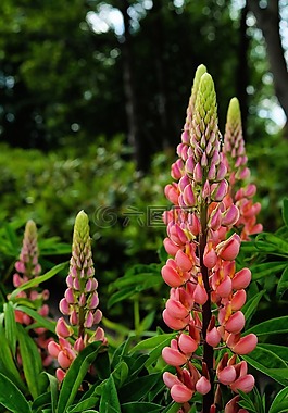 尖的花,花,開花
