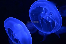 水母,動(dòng)物,藍(lán)色