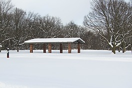 木材,冬天,雪