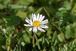 雛菊,花,指出花