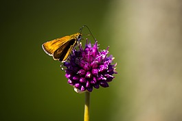 蝴蝶,花,自然