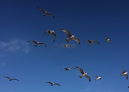 海鷗,鳥類,空氣