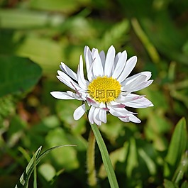 雛菊,花,指出花